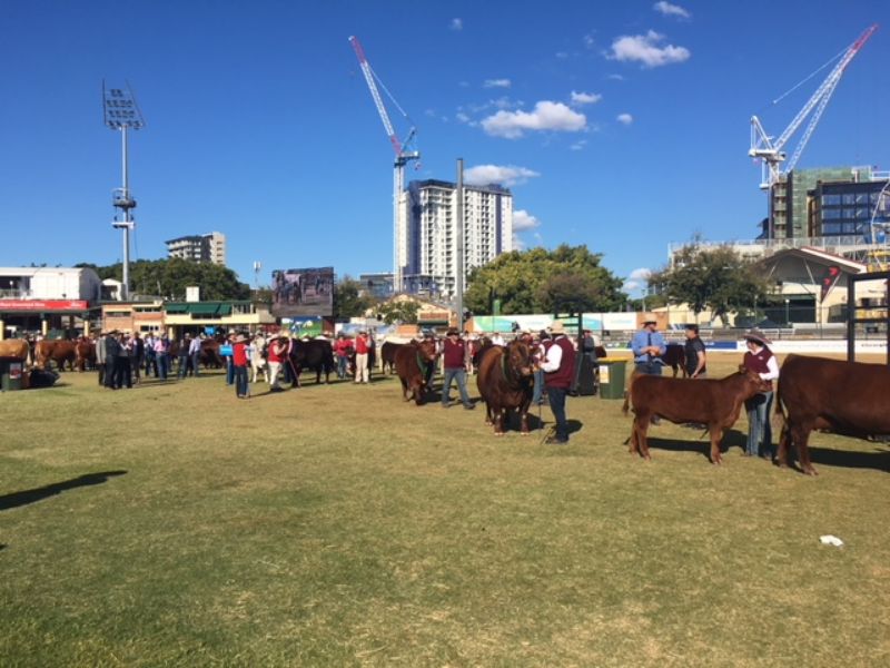 M.D.M.  EKKA WRAP UP