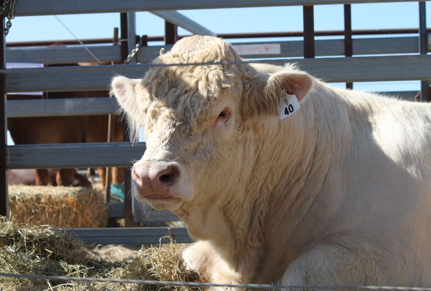 Richmond Field Days   
