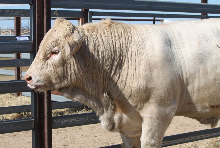 Richmond Field Days   