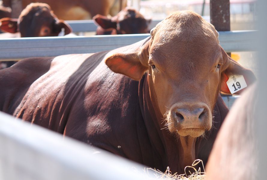 Richmond Field Days   
