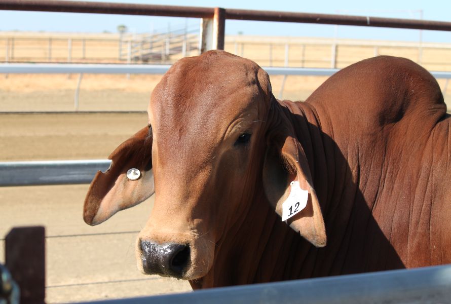 Richmond Field Days   