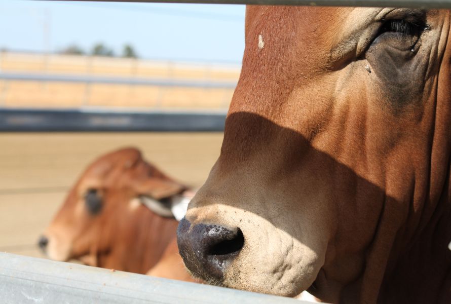 Richmond Field Days   