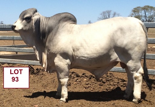  Moongool Charolais/Brahman