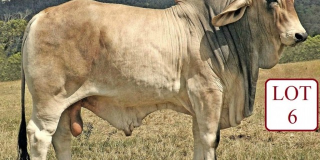 Laguna Brahmans Draft for Gold City Sale