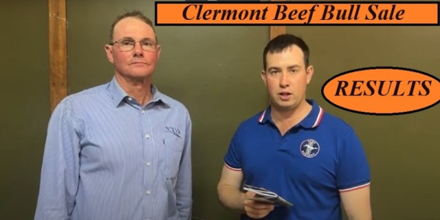 Clermont Beef Bull Sale (2023)