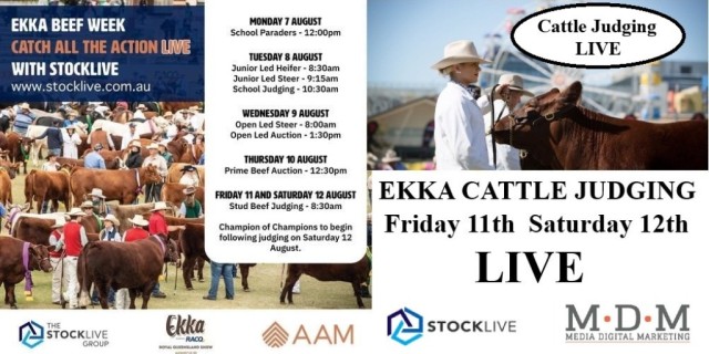 LIVE CATTLE JUDGING EKKA 