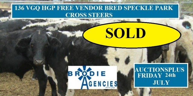 136 VGQ HGP FREE VENDOR BRED SPECKLE PARK CROSS STEERS