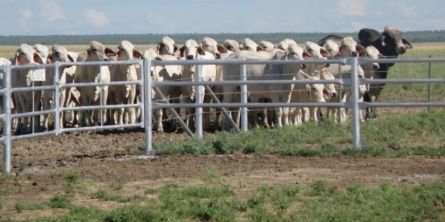 Cattle Giant  Peter Sherwin, (RIP)