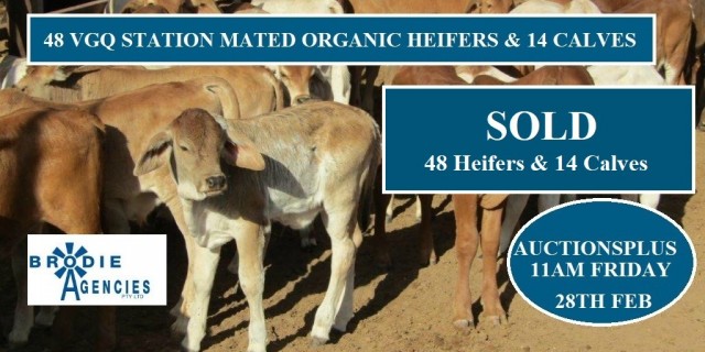 48 VGQ STATION MATED ORGANIC HEIFERS & 14 CALVES