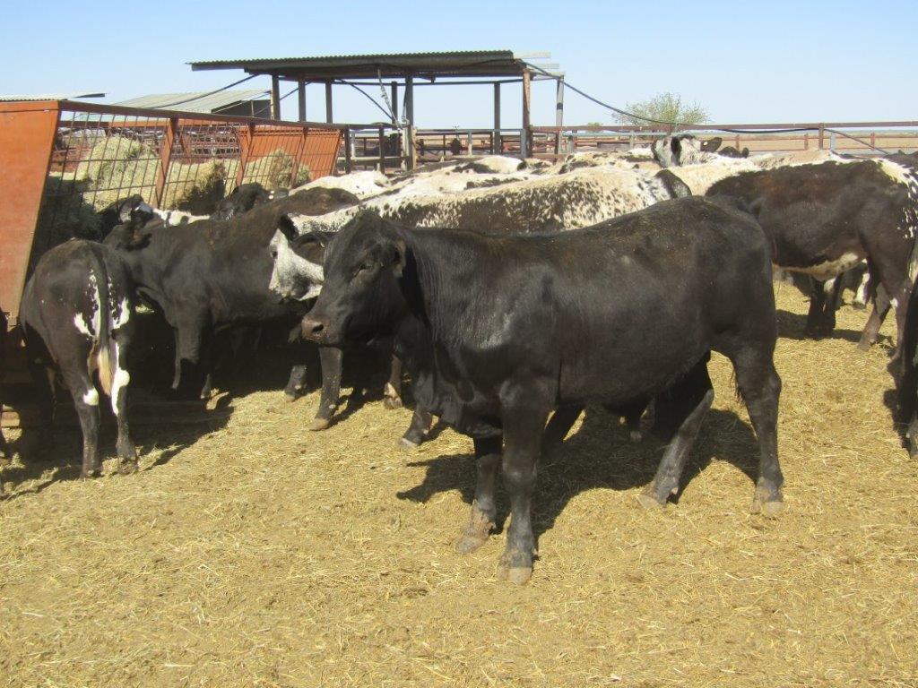 136 VGQ SPECKLE PARK/DROUGHTMASTER CROSS STEERS