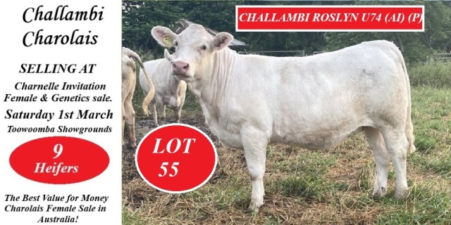 Charnelle Charolais Annual Invitational Sale 