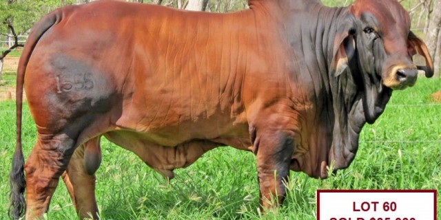 Big Country Sale