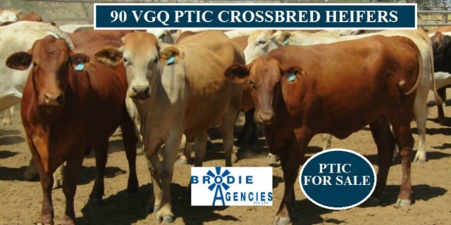 90 VGQ PTIC CROSSBRED HEIFERS (FOR SALE )