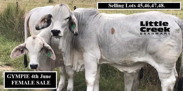 Little Creek Brahmans Gympie Females.