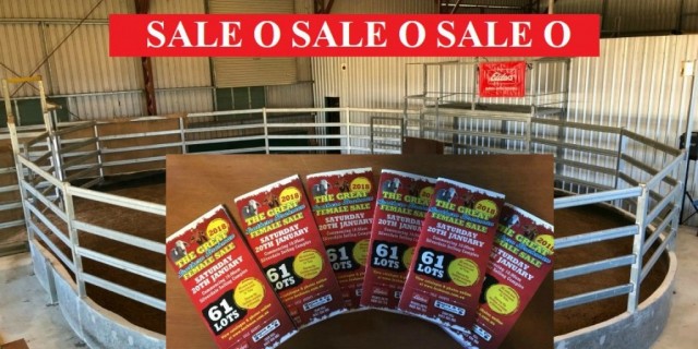 SALE O SALE O SALE O (Great Southern Female Sale) 