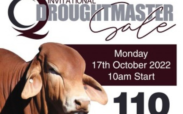 CQ Invitational Droughtmaster Sale 2022