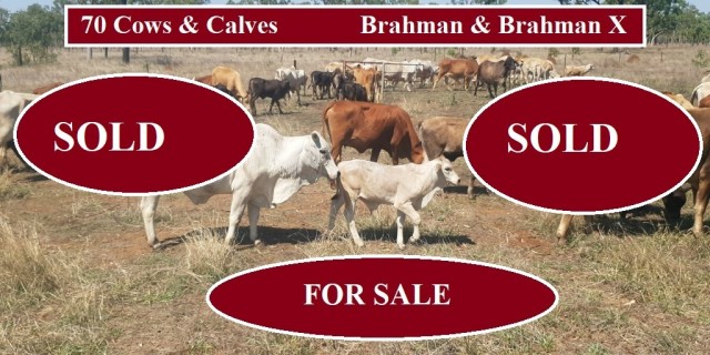 70 Cows & Calves (For Sale )