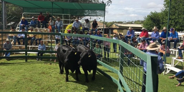 Results Black Stump All Breeds Bull Sale (GDL)