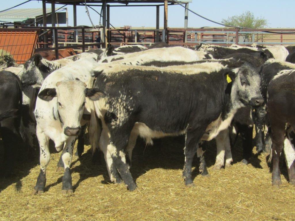 136 VGQ SPECKLE PARK/DROUGHTMASTER CROSS STEERS