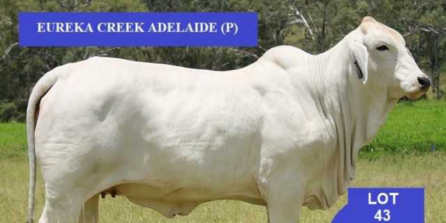 Rocky All Stars Elite Brahman Female Sale