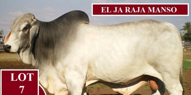 EL JA Brahmans Bulls for Nebo Sale 