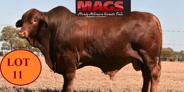 MAGS  Monty Atkinson Genetic Sale 