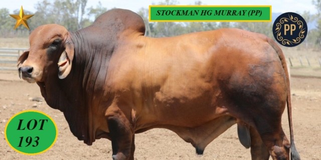 Stockman Red Brahmans Gold City Sale.