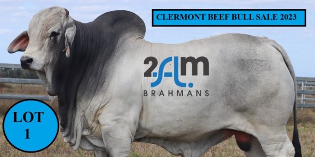 2AM Clermont Beef Bull Sale 2023