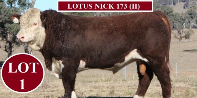 Lotus Herefords BULL SALE 