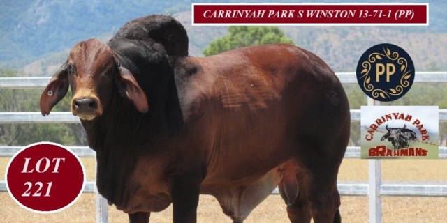 Carrinyah Park Gold City Bulls