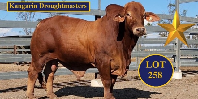 Kangarin Droughtmaster (DN) Sale Bulls.
