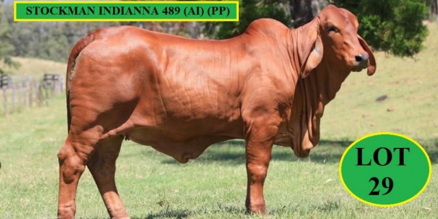 Stockman Red Brahmans Females 2022