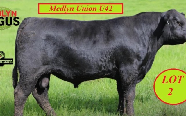 MEDLYN ANGUS BULL SALE 2025