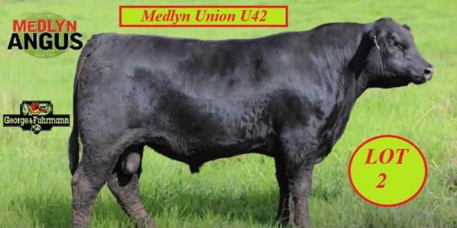 MEDLYN ANGUS BULL SALE 2025