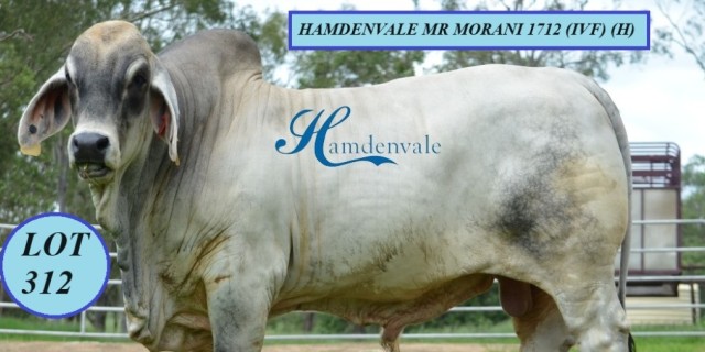 Hamdenvale Brahmans Big Country Sale 2024. 