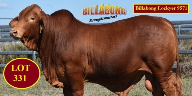 Billabong Droughtmasters National Sale Bulls