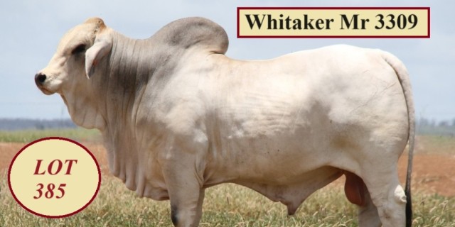 Whitaker Brahmans Big Country Sale 2024