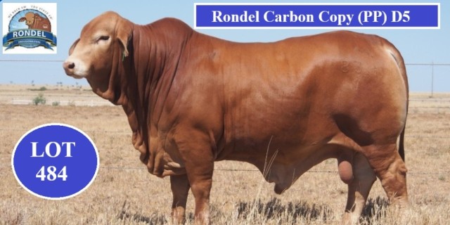 Rondel’s Droughtmaster National Bull Sale 2023