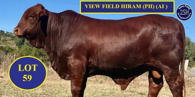 View Field Droughtmaster Diamond Genetics Sale