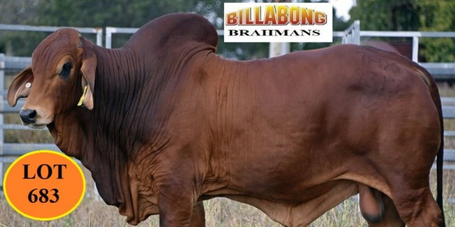Billabong Brahmans RBWS Bulls 