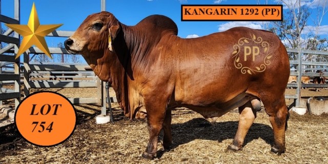 Kangarin Brahmans RBWS 2023
