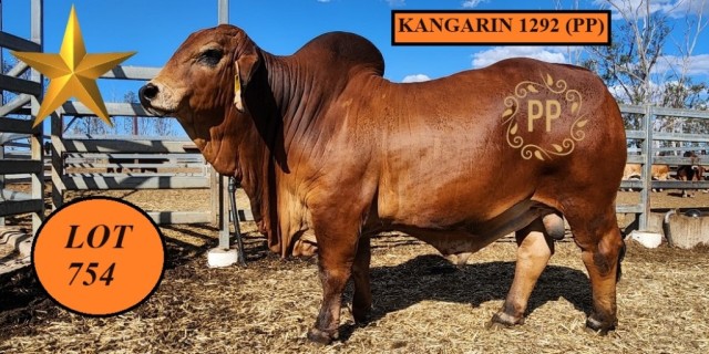 Kangarin Brahmans RBWS 2023