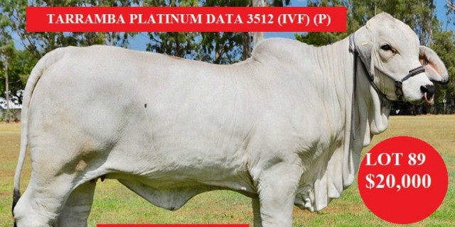 Gympie Female Sale 