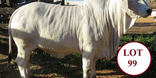 Hillview Brahman Heifers  Bound for Gympie 