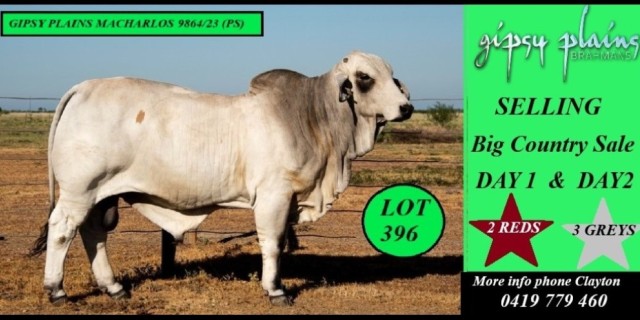 Gipsy Plains Big Country Sale 2025 