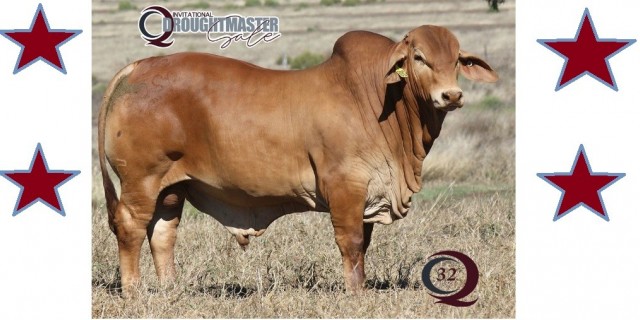 Minlacowie and Wingfield Droughtmasters (Sale Bulls) 