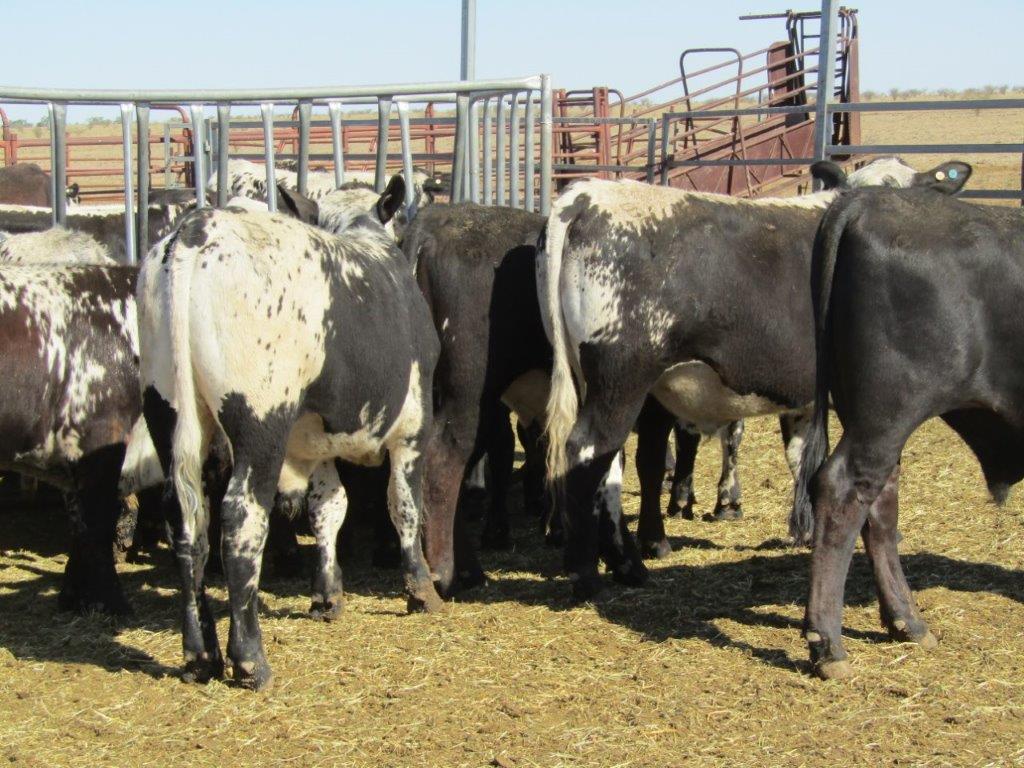 136 VGQ SPECKLE PARK/DROUGHTMASTER CROSS STEERS