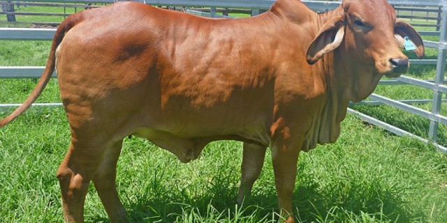 Roseborough  Red Brahmans 