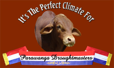 PARAWANGA DROUGHTMASTERS