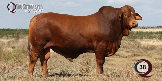 Minlacowie and Wingfield Droughtmasters CQ SALE BULLS 2023